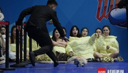 CBA赛场“意外”：两只猫咪闯入捣乱，保安上演爆笑追逐战
